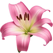 pink lilly sticker