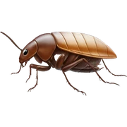 Cockroach in ice sticker