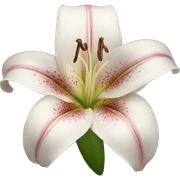 Lily  sticker