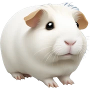 white Guinea pig sticker