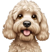 Cockapoo sticker