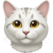 кот  sticker