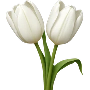 White tulips sticker