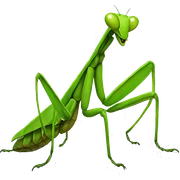 Praying mantis sticker