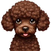 Chocolate brown toy poodle  sticker