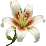 Lily sticker