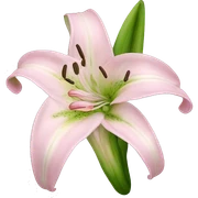 light pink lilium sticker