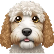 bernadoodle sticker