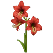 Amaryllis sticker