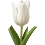 tulipan blanco  sticker
