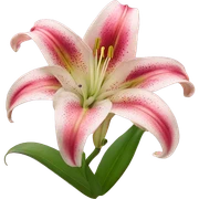 Stargazer lily with pink background sticker