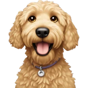 Golden doodle sticker
