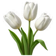 White tulips sticker