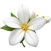 Jasmine sticker