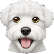 Bichon frise sticker