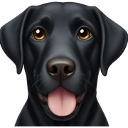 Black Labrador  sticker