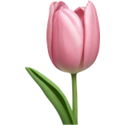 Light pink tulip sticker