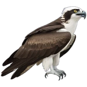 Osprey sticker