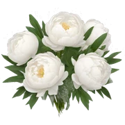 White peonies bouquet  sticker
