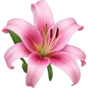 Pink lily sticker