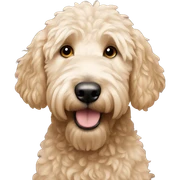 Golden doodle  sticker