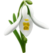 Galanthus nivalis sticker