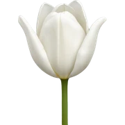 White tulips  sticker