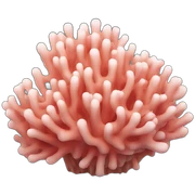 coral sticker
