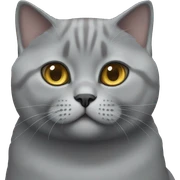 Grey british shorthair cat sticker