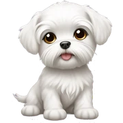 Baby maltese with short hair sticker