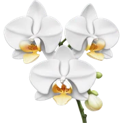 White Orchid sticker