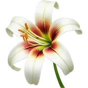 lily flower sticker