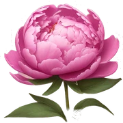 Pink peonies sticker