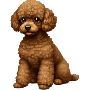 Brown toy poodle laying  sticker