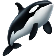 Orca  sticker