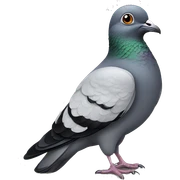 Pigeon  sticker