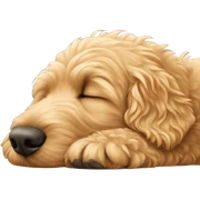golden doodle sleeping sticker