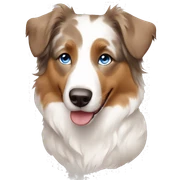 white and light brown australian shepherd with blue eyes sticker