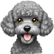 gray toy poodle sticker