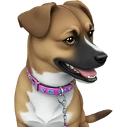 dog with collar in grass sticker