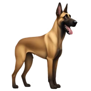 belgian malinois  sticker