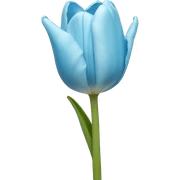 light blue tulip sticker