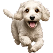 Cockapoo running  sticker