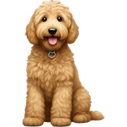 goldendoodle  sticker