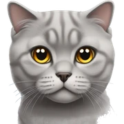 grey scottish fold cat sticker
