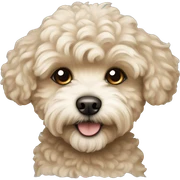 beige maltipoo dog sticker