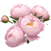 light pink bouqet of peonies sticker