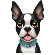 Boston terrier sticker