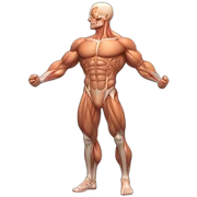 Muscle anatomy sticker
