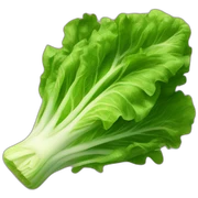 lettuce sticker